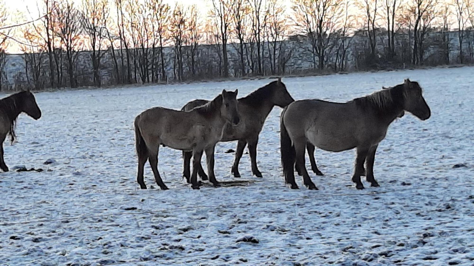 Biesboschbest Werkendam Exteriér fotografie